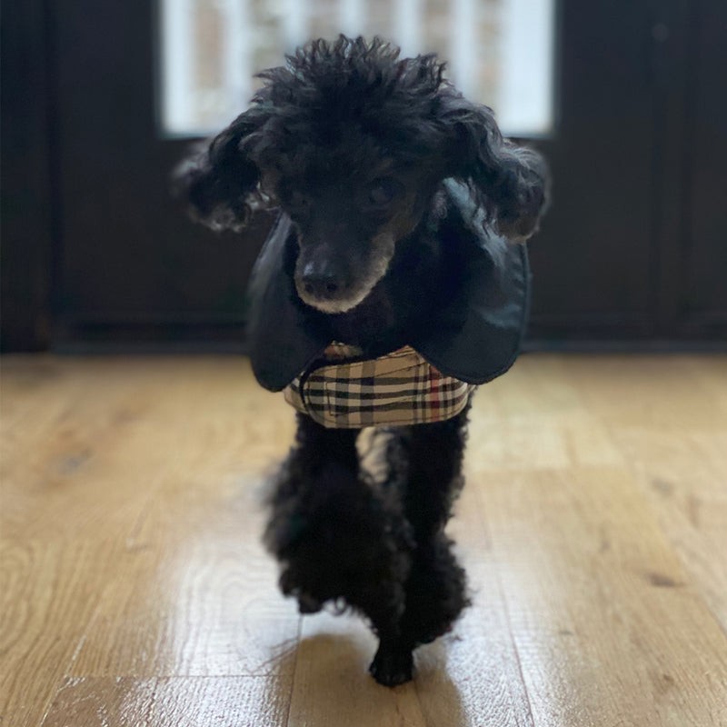Board of Directors - Jet Poodle Personality Profile